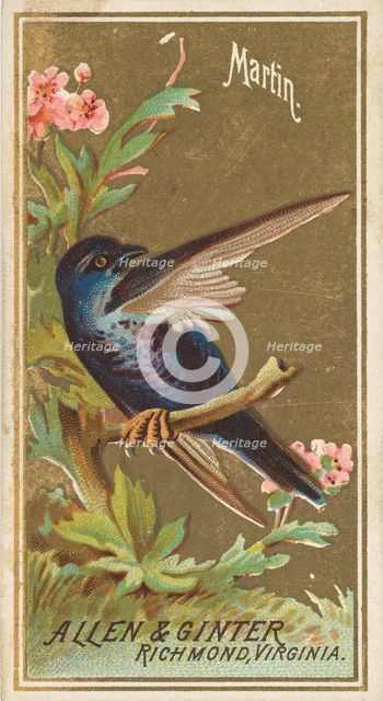 Martin, from the Birds of America series (N4) for Allen & Ginter Cigarettes Brands, 1888. Creator: Allen & Ginter.