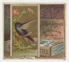 Martin, from the Birds of America series (N37) for Allen & Ginter Cigarettes, 1888. Creator: Allen & Ginter