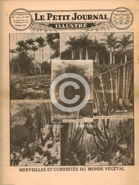 Marvels and curiosities of the plant world, 1931. Creator: Unknown.