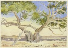 Mary’s tree near Cairo, 1898. Creator: Fritz Hauck