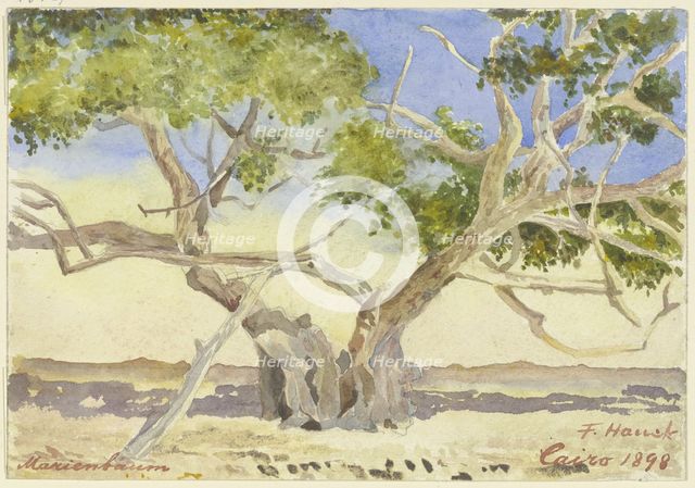 Mary’s tree near Cairo, 1898. Creator: Fritz Hauck.