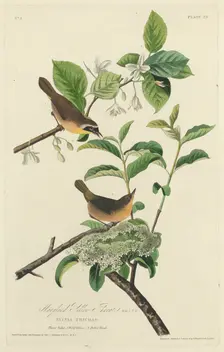 Maryland Yellow Throat, 1827. Creator: Robert Havell