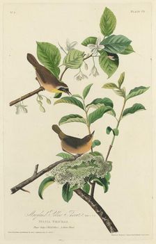 Maryland Yellow Throat, 1827. Creator: Robert Havell