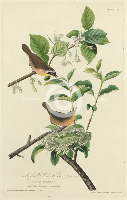 Maryland Yellow Throat, 1827. Creator: Robert Havell.