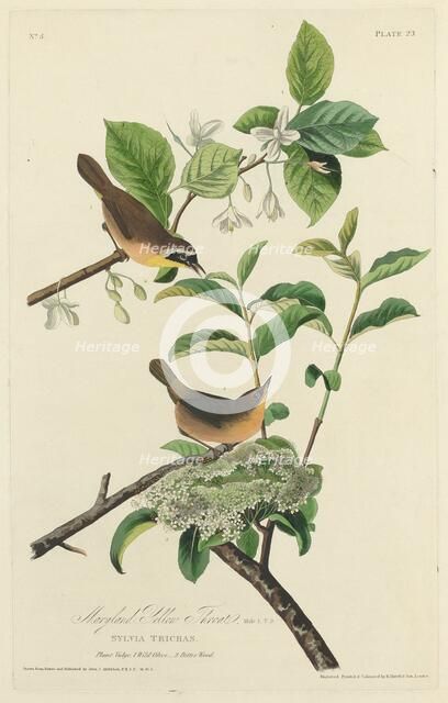 Maryland Yellow Throat, 1827. Creator: Robert Havell.