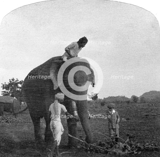 Master Ekbal feeding an elephant, India, 1900s. Artist: Unknown