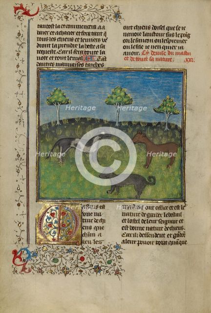 Mastiffs; Livre de la Chasse, about 1430-1440. Creator: Unknown.