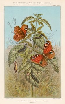 Metamorphoses of the Peacock butterfly, 1888. Creator: Thomas Brown