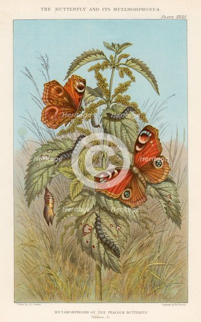 Metamorphoses of the Peacock butterfly, 1888. Creator: Thomas Brown.