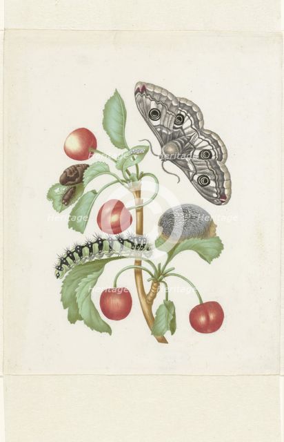 Metamorphosis of a Small Emperor Moth, after 1679. Creator: Workshop of Maria Sibylla Merian.