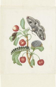 Metamorphosis of a Small Emperor Moth, after 1679. Creator: Workshop of Maria Sibylla Merian