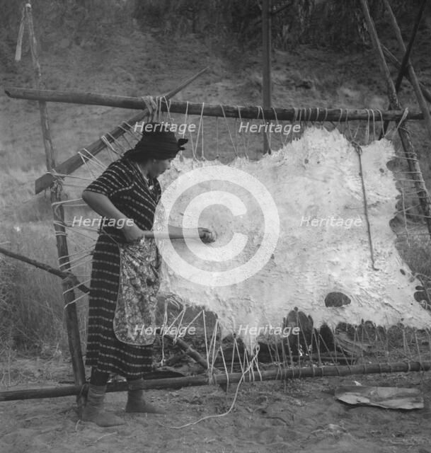 Method of scraping hide for softening, Indian fishing village, Oregon, 1939. Creator: Dorothea Lange.