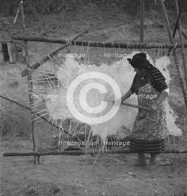 Method of scraping hide for softening, Indian fishing village, Oregon, 1939. Creator: Dorothea Lange.