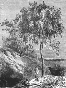 Metrosideros Trees, Australia; Incidents of Bush Life in Queensland 1875. Creator: Unknown