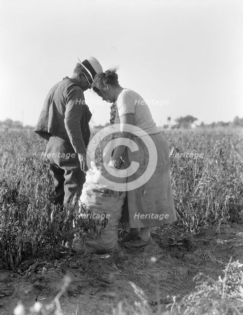 Mexican townfolk sacking peppers near Stockton, California, 1936. Creator: Dorothea Lange.