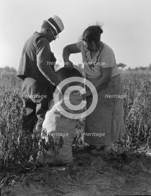 Mexican townfolk sacking peppers near Stockton, California, 1936. Creator: Dorothea Lange.