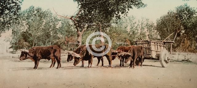 Mexican carreta, Chihuahua, between 1884 and 1900. Creator: William H. Jackson.