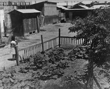 Mexican field laborers houses, Brawley, Imperial Valley, California, 1935. Creator: Dorothea Lange