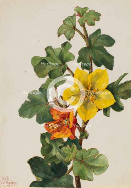 Mexican Fremontia (Fremontodendron mexicanum), 1926. Creator: Mary Vaux Walcott.