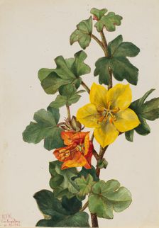 Mexican Fremontia (Fremontodendron mexicanum), 1926. Creator: Mary Vaux Walcott