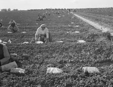 Mexican gang of migratory laborers under a Japanese field boss, Imperial Valley, California, 1937. Creator: Dorothea Lange