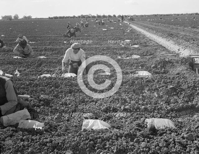 Mexican gang of migratory laborers under a Japanese field boss, Imperial Valley, California, 1937. Creator: Dorothea Lange.