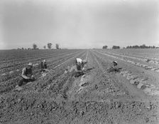 Mexican gang of migratory laborers under a Japanese field boss, Imperial Valley, California, 1937. Creator: Dorothea Lange