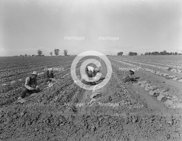 Mexican gang of migratory laborers under a Japanese field boss, Imperial Valley, California, 1937. Creator: Dorothea Lange.