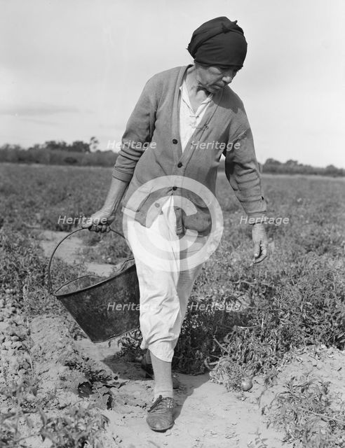 Mexican grandmother...harvesting tomatoes, Santa Clara Valley, California, 1938. Creator: Dorothea Lange.