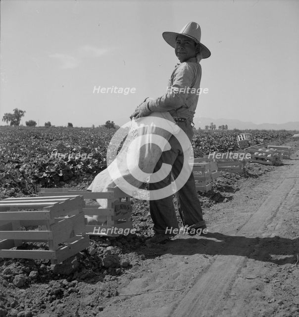 Mexican melon picker of the Imperial Valley, unloading his bag, California, 1937. Creator: Dorothea Lange.