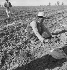 Mexican migratory laborer thinning and weeding cantaloupe plants, Imperial Valley, California, 1937. Creator: Dorothea Lange