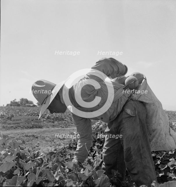 Mexican picking melons in the Imperial Valley, California, 1937. Creator: Dorothea Lange.