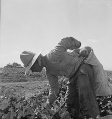 Mexican picking melons in the Imperial Valley, California, 1937. Creator: Dorothea Lange