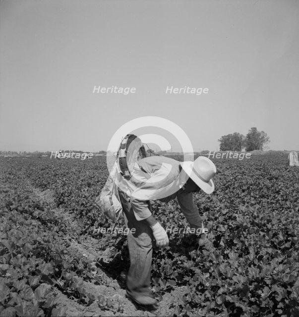 Mexican picking cantaloupes in the Imperial Valley, California, 1937. Creator: Dorothea Lange.