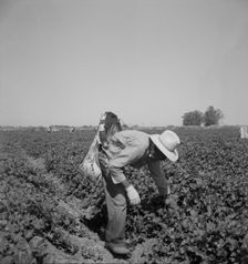 Mexican picking cantaloupes in the Imperial Valley, California, 1937. Creator: Dorothea Lange