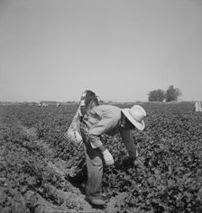 Mexican picking cantaloupes in the Imperial Valley, California, 1937. Creator: Dorothea Lange