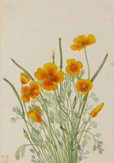 Mexican Poppy (Eschscholtzia mexicana), 1927. Creator: Mary Vaux Walcott