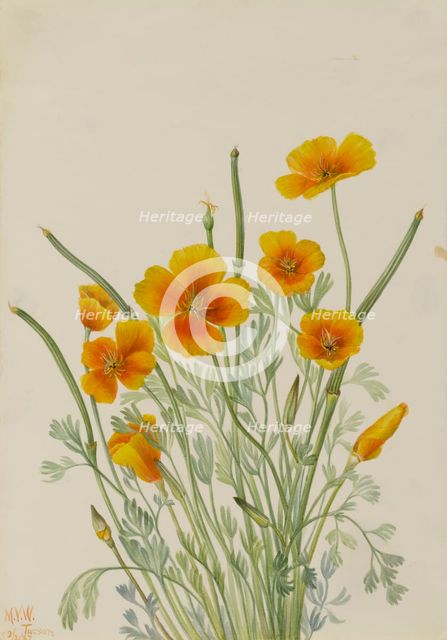 Mexican Poppy (Eschscholtzia mexicana), 1927. Creator: Mary Vaux Walcott.