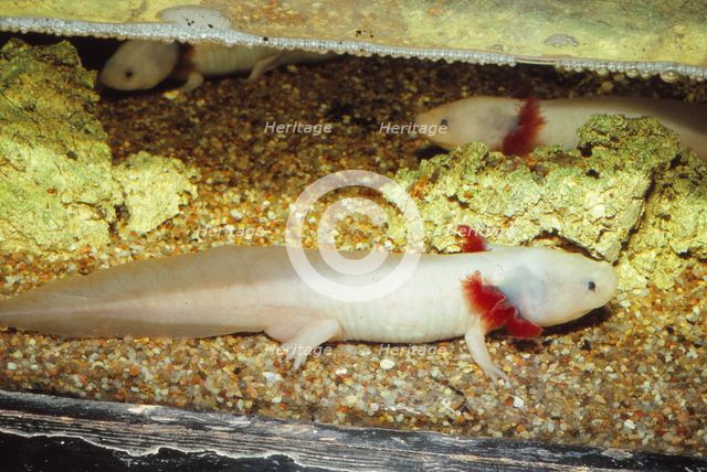 Mexican salamander (Ambystoma mexicanum) larva or Axolotl, 20th century. Artist: CM Dixon.