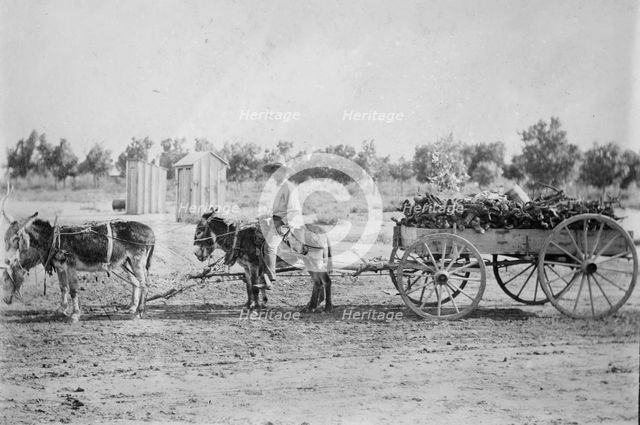 Mexicans hauling wood in New Mex. [Mexico], between c1915 and c1920. Creator: Bain News Service.