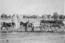 Mexicans hauling wood in New Mex. [Mexico], between c1915 and c1920. Creator: Bain News Service