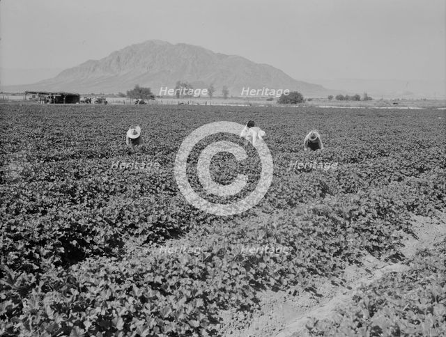 Mexicans picking cantaloupes, Imperial Valley, California, 1937. Creator: Dorothea Lange.