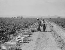Mexicans picking cantaloupes one mile north of the Mexican border, Imperial Valley, Califoria, 1937. Creator: Dorothea Lange