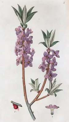 Mezereon (Daphne mezereum), 1804-1811. Creator: Johan Wilhelm Palmstruch