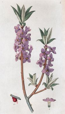Mezereon (Daphne mezereum), 1804-1811. Creator: Johan Wilhelm Palmstruch
