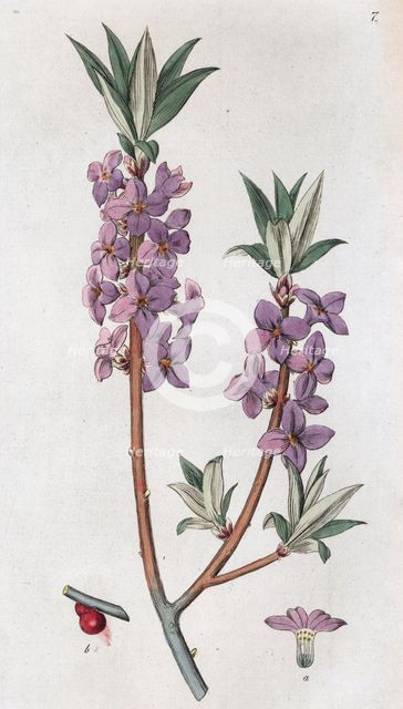 Mezereon (Daphne mezereum), 1804-1811. Creator: Johan Wilhelm Palmstruch.