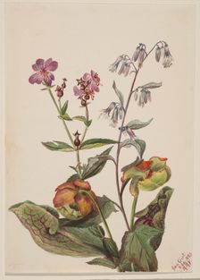 Meadow Beauty (Rhexia virginica), Rattlesnake Roat (Nabalus albus), Pitcherplant..., 1880. Creator: Mary Vaux Walcott