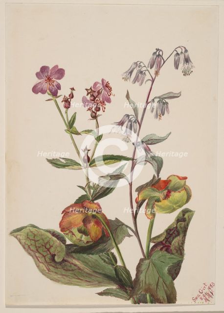 Meadow Beauty (Rhexia virginica), Rattlesnake Roat (Nabalus albus), Pitcherplant..., 1880. Creator: Mary Vaux Walcott.