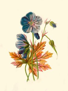 Meadow Crane's-Bill 1877. Creator: Frederick Edward Hulme