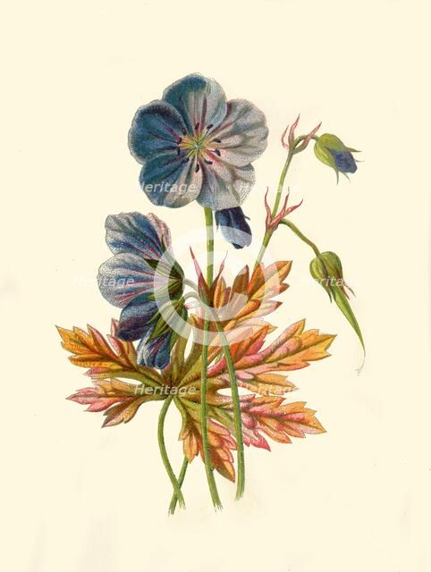 'Meadow Crane's-Bill', 1877. Creator: Frederick Edward Hulme.